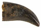 Small Theropod (Raptor) Tooth - Montana #108098-1
